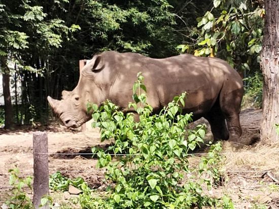【貸切】チェンマイナイトサファリ半日観光ツアー＜選べる出発時間／日本語ガイド＞