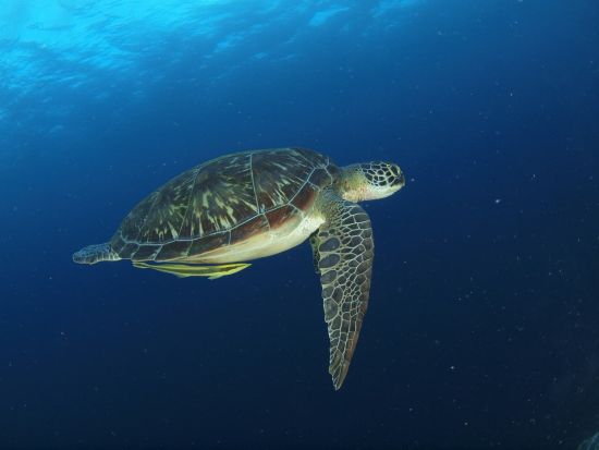 家族や友人と楽しむセブ島4泊5日ツアー　選べる快適ホテルと充実アクティビティ！安心の空港往復送迎付き＜日本語ガイド＞