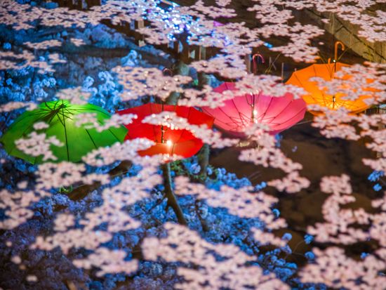 Jinhae Cherry Blossom_Night 6