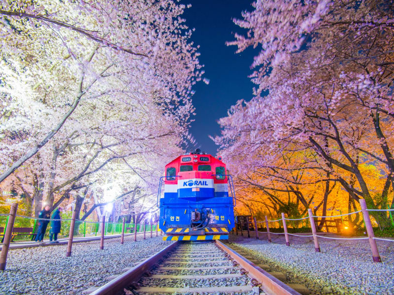 Jinhae Cherry Blossom_Night 1