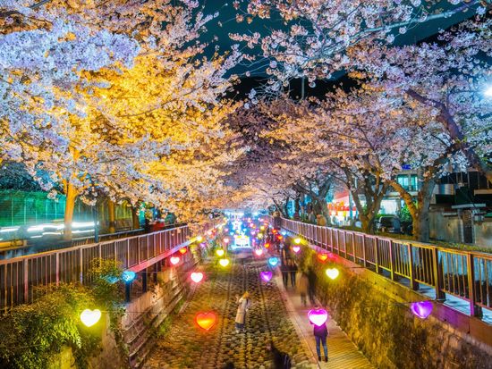 Jinhae Cherry Blossom_Night 4