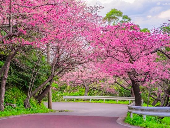 20210131_八重岳の桜