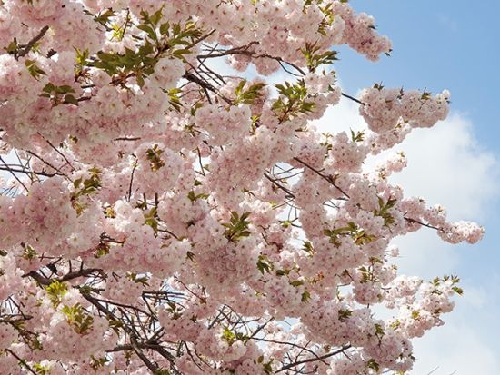 4月16日～4月30日限定！ソウル八重桜の名所めぐりツアー　スターフィールド河南でのフリータイムあり ＜1日／1名参加OK／選べる出発地／英語ガイド＞