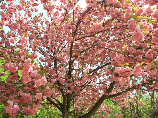 4月16日～4月30日限定！ソウル八重桜の名所めぐりツアー　スターフィールド河南でのフリータイムあり ＜1日／1名参加OK／選べる出発地／英語ガイド＞