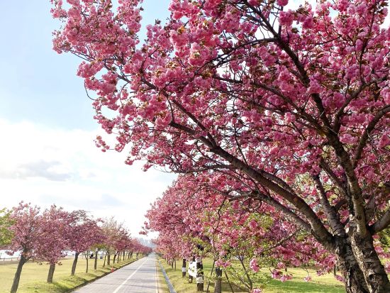 4月16日～4月30日限定！ソウル八重桜の名所めぐりツアー　スターフィールド河南でのフリータイムあり ＜1日／1名参加OK／選べる出発地／英語ガイド＞
