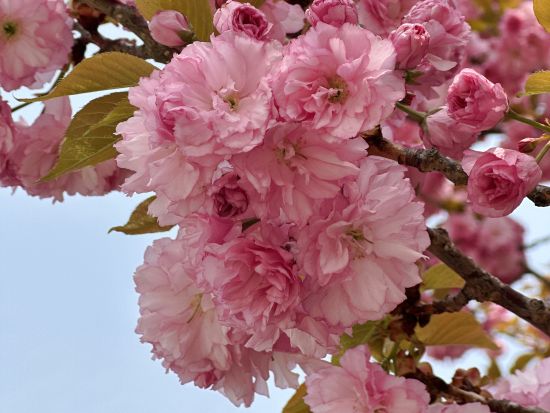 4月16日～4月30日限定！ソウル八重桜の名所めぐりツアー　スターフィールド河南でのフリータイムあり ＜1日／1名参加OK／選べる出発地／英語ガイド＞