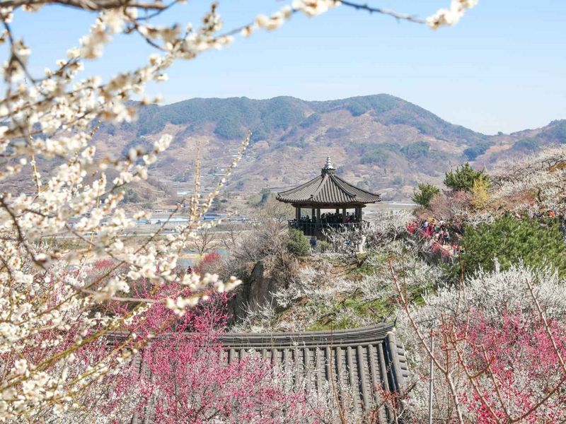 Gwang-yang Maehwa Village 4