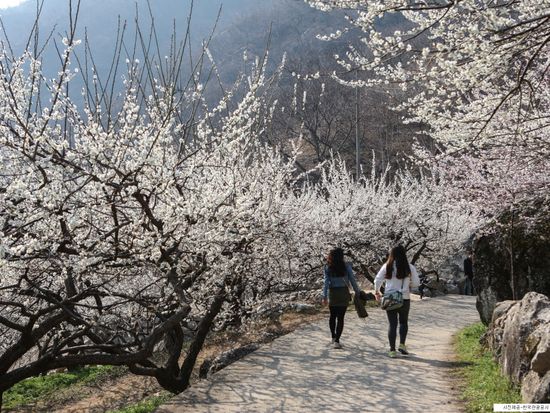 Gwang-yang Maehwa Village 10