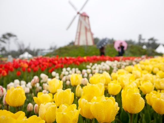 泰安世界チューリップ花博覧会 (4)