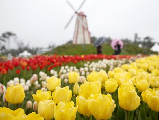 4月3日～5月6日限定！泰安チューリップ祭り＆イチゴ狩りツアー＜1日／1名参加OK／選べる出発地／英語ガイド／ソウル発＞