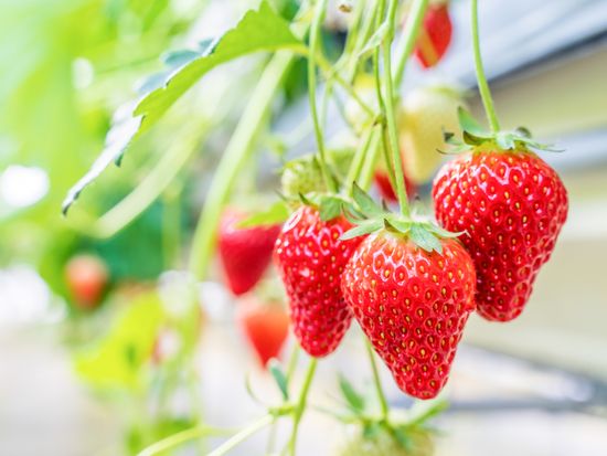 Generic_Strawberry_pixta_60016267_M