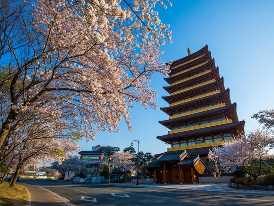 Gyeongju Cherry Blossoms 1