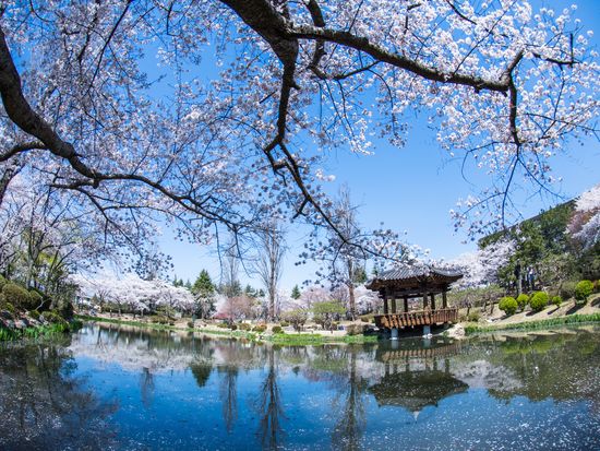 Gyeongju Cherry Blossoms 4