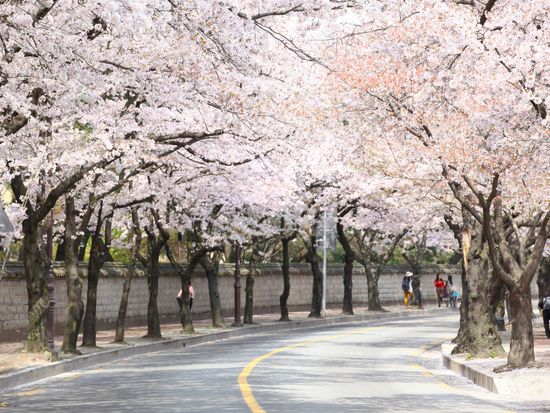 Daereungwon Ancient Tombs(Cheonmachong Tomb)