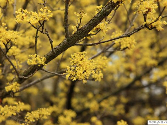 Sansuyu Village-Cornelian Cherry Flowers Village 