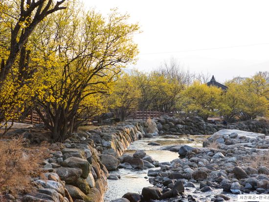 Village-Cornelian Cherry Flowers Village in Guryae