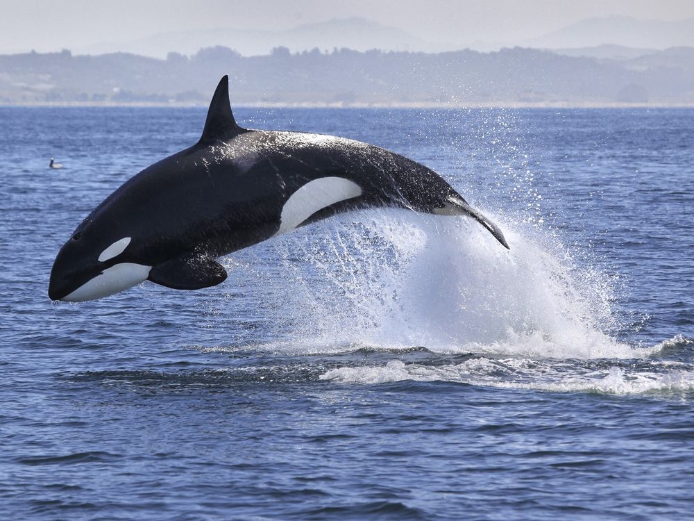 Killer whale_shutterstock_554899423