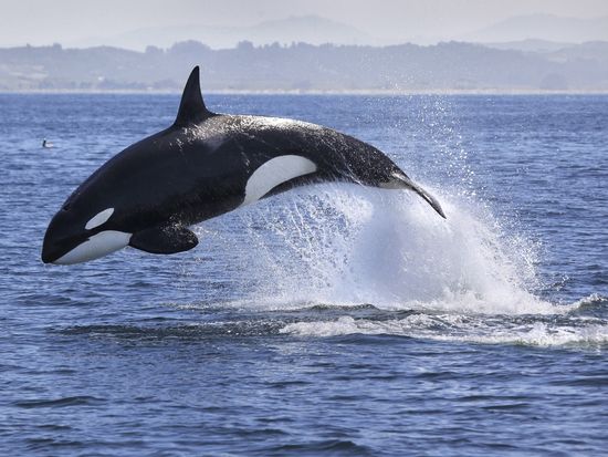 Killer whale_shutterstock_554899423
