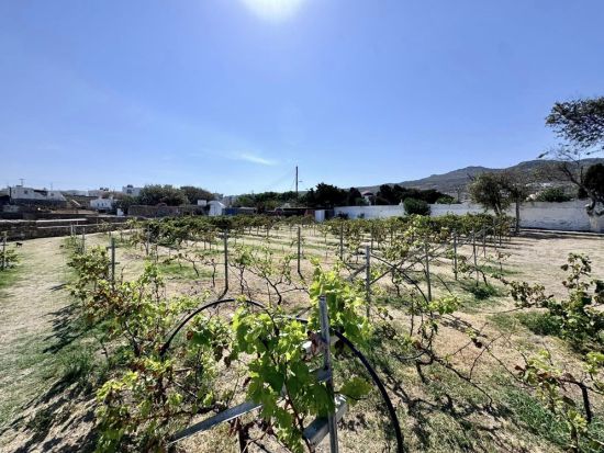 ミコノス島の名所を散策＆農場訪問ツアー リトルベニスや風車など＜約6時間／英語／ミコノス島発＞