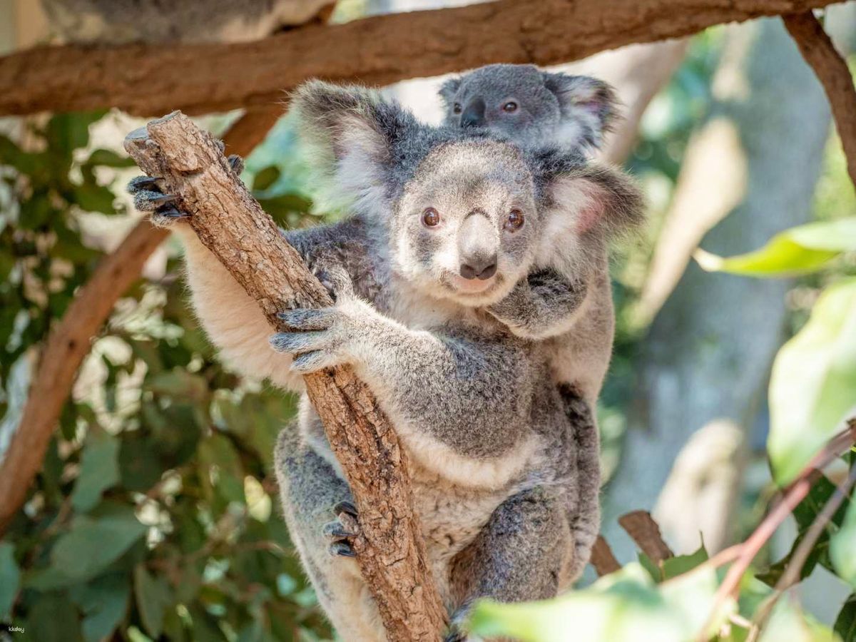 オーストラリア銀製　工芸品スプーン コアラハンドル付き PANDORA 925 オーストラリアンサーフボード サーフィン コアラ