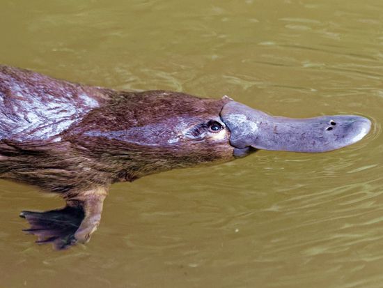 Platypus_shutterstock_1213894411