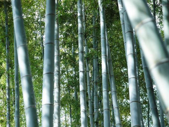 竹の名産地で学ぶ竹細工 茶杓 or 一輪挿しを製作＜2～3時間／京都府長岡京市＞