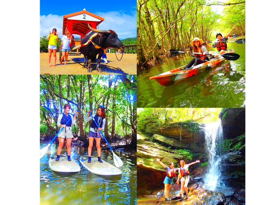 西表島マングローブカヌー or SUP ＆ 由布島観光 マングローブ探検と水牛車でのんびり島旅 特別な癒しのひとときを＜一部地域島内送迎あり／約5時間30分＞