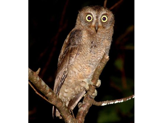 夜の野生生物観察コース 奄美大島の豊かな自然の中で夜の森の生き物たちを間近で観察するプラン＜1日／名瀬＞ by 観光ネットワーク奄美