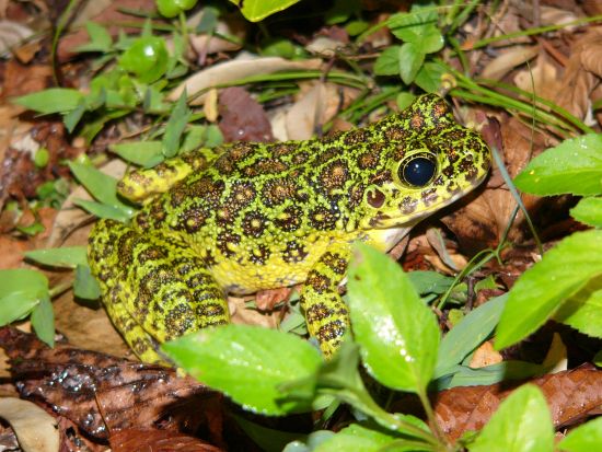 夜の野生生物観察コース 奄美大島の豊かな自然の中で夜の森の生き物たちを間近で観察するプラン＜1日／名瀬＞ by 観光ネットワーク奄美