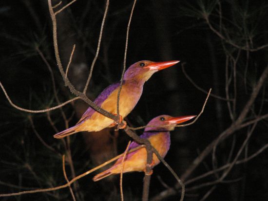 夜の野生生物観察コース 奄美大島の豊かな自然の中で夜の森の生き物たちを間近で観察するプラン＜1日／名瀬＞ by 観光ネットワーク奄美