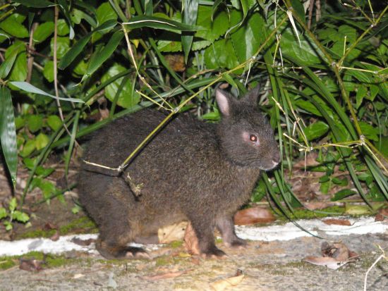 夜の野生生物観察コース 奄美大島の豊かな自然の中で夜の森の生き物たちを間近で観察するプラン＜1日／名瀬＞ by 観光ネットワーク奄美