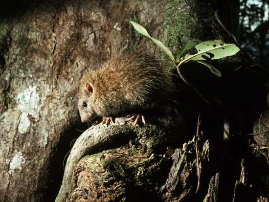夜の野生生物観察コース 奄美大島の豊かな自然の中で夜の森の生き物たちを間近で観察するプラン＜1日／名瀬＞ by 観光ネットワーク奄美