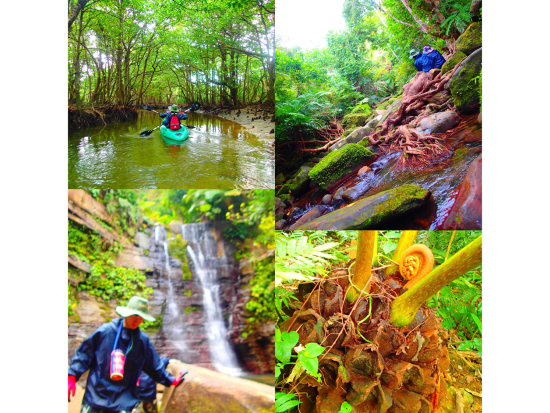 西表島マングローブカヌー or SUP ＆ ゲータの滝トレッキング 初心者も安心のプロガイド案内！秘境の大自然を満喫◎＜送迎可／約5時間30分＞