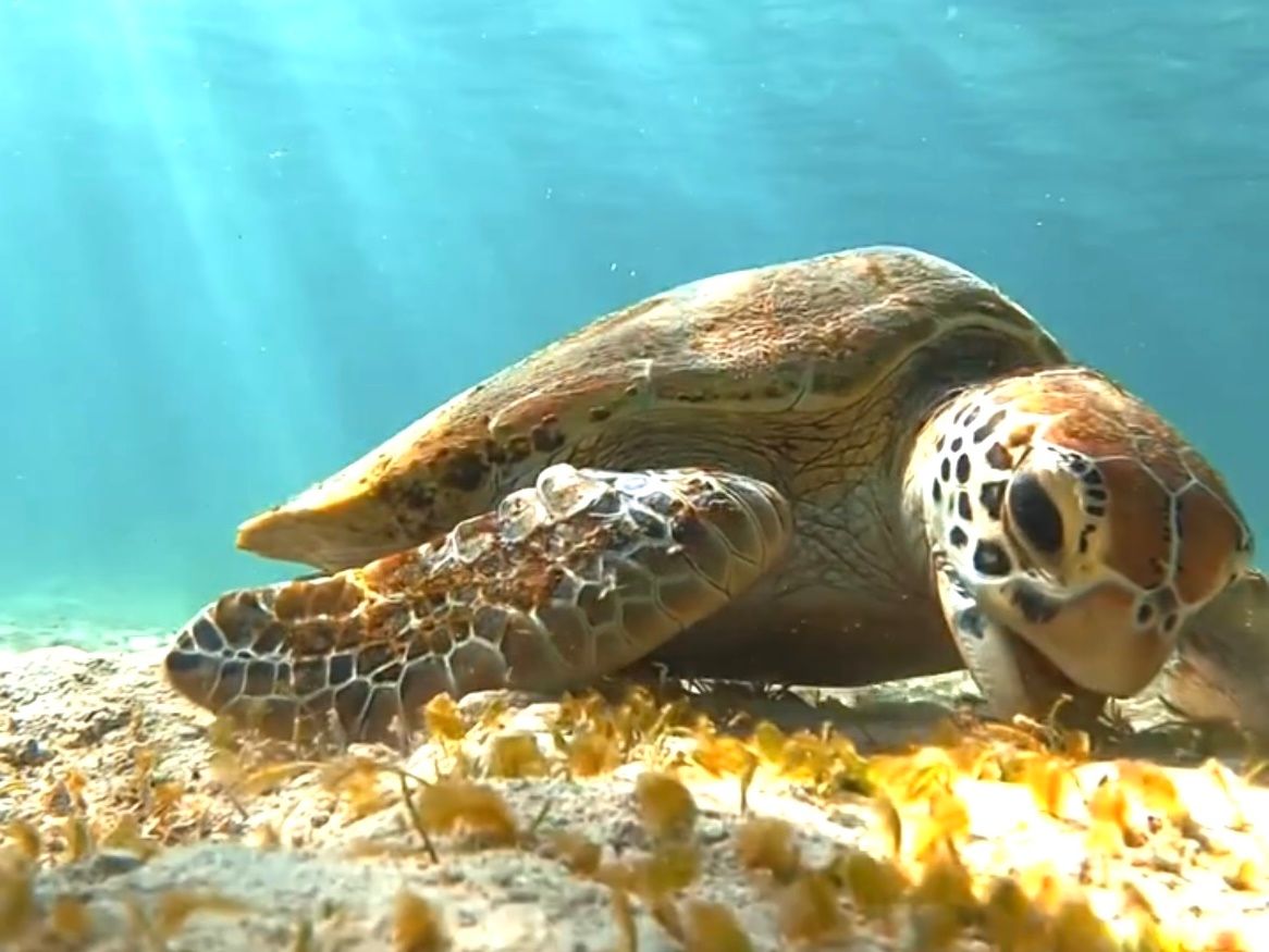 【077】海のリング／珊瑚／亀／熱帯魚／海 077】海のリング／珊瑚／亀／熱帯魚／海 【公式通販】