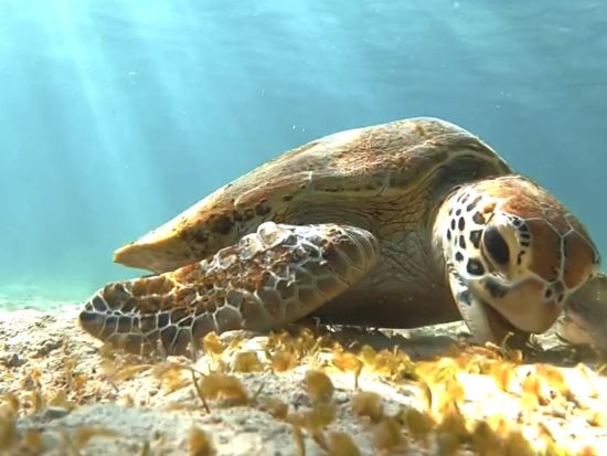 ウミガメシュノーケルorウミガメ＋熱帯魚シュノーケル 高確率で出会える◎宮古島の美しい海でウミガメ探索ツアー＜写真データ付／宮古島＞