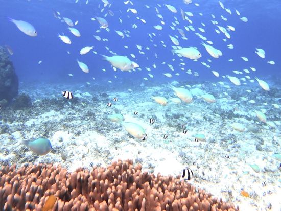 ウミガメシュノーケルorウミガメ＋熱帯魚シュノーケル 高確率で出会える◎宮古島の美しい海でウミガメ探索ツアー＜写真データ付／宮古島＞