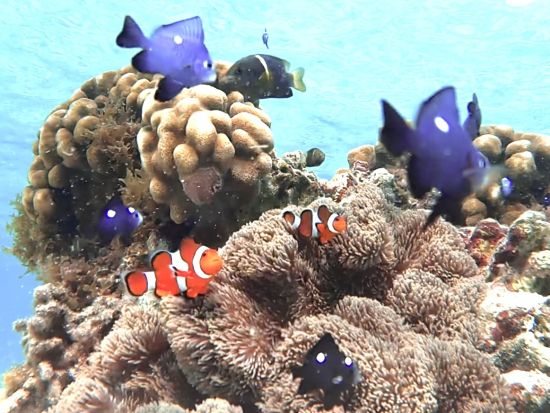 ウミガメシュノーケルorウミガメ＋熱帯魚シュノーケル 高確率で出会える◎宮古島の美しい海でウミガメ探索ツアー＜写真データ付／宮古島＞