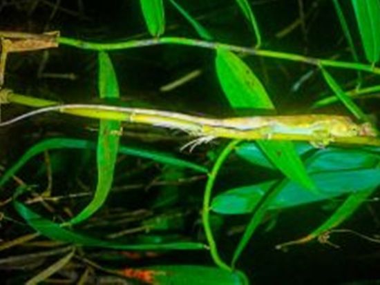 ナイトツアー (3)