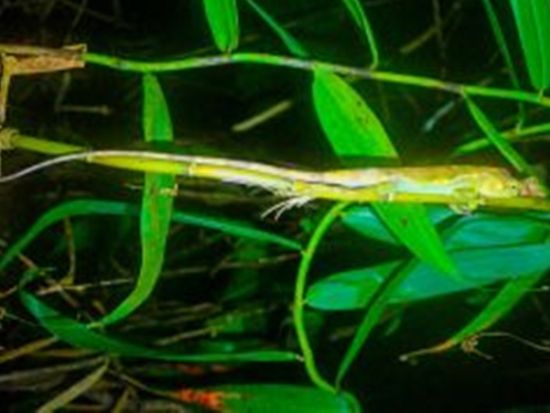 ジャングル探検ナイトツアー 離島でしかみることができないヤシガニや星空観察で宮古島の大自然を満喫！＜1時間／宮古島＞