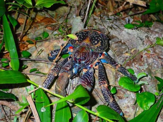 ジャングル探検ナイトツアー 離島でしかみることができないヤシガニや星空観察で宮古島の大自然を満喫！＜1時間／宮古島＞