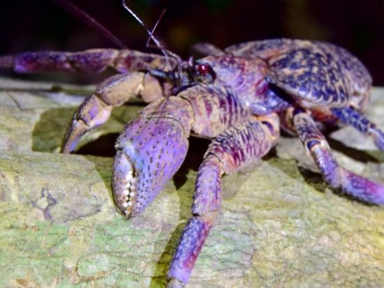 ジャングル探検ナイトツアー 離島でしかみることができないヤシガニや星空観察で宮古島の大自然を満喫！＜1時間／宮古島＞