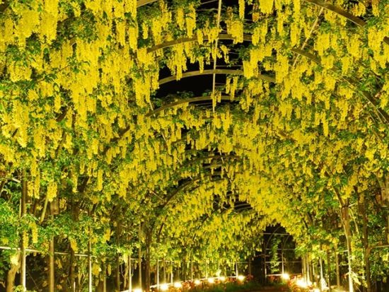 東京発バスツアー ひたち海浜公園で青い絨毯に包まれた絶景・ネモフィラ鑑賞＆ライトアップされた大藤棚を眺めるあしかがフラワーパーク花巡りプラン＜1名様から参加可＞