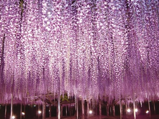 東京発バスツアー ひたち海浜公園で青い絨毯に包まれた絶景・ネモフィラ鑑賞＆ライトアップされた大藤棚を眺めるあしかがフラワーパーク花巡りプラン＜1名様から参加可＞