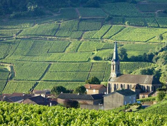 【1名から催行！】ブルゴーニュ シャブリワインの魅力を堪能する日帰りツアー　試飲付き！＜凱旋門エリア発／英語ガイド＞