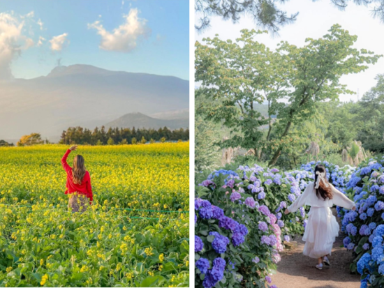 済州東部プレミアムリムジンバスツアー サリョニ森道＋休愛里＋ハーブガーデン＋城山日出峰など 済州東部の絶景スポットを巡る旅＜1名参加OK／1日／済州市出発＞