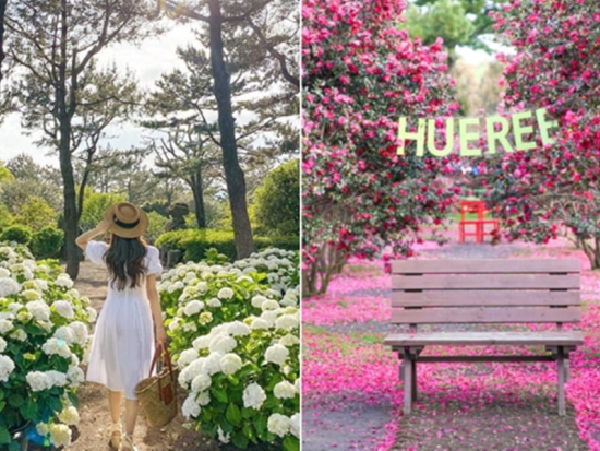 済州東部プレミアムリムジンバスツアー サリョニ森道＋休愛里＋ハーブガーデン＋城山日出峰など 済州東部の絶景スポットを巡る旅＜1名参加OK／1日／済州市出発＞