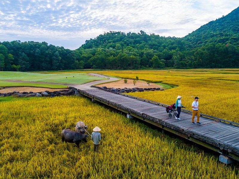 Paddy-Field-8