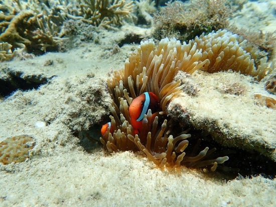 シュノーケリング ウミガメやクマノミに出会える天然の水族館 プロガイドが案内するジョン万ビーチで海遊びを満喫＜約3時間／糸満＞