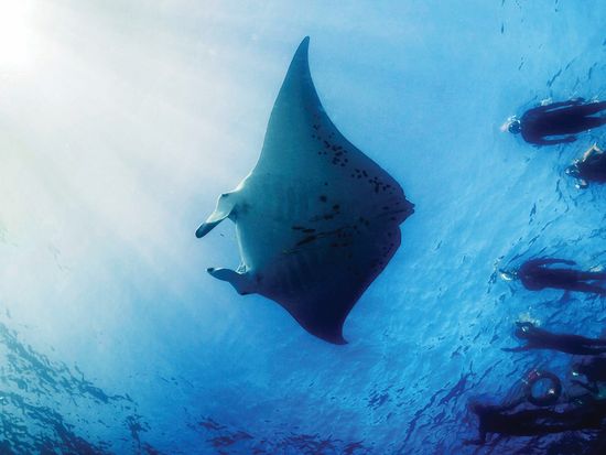 Manta Ray_edited