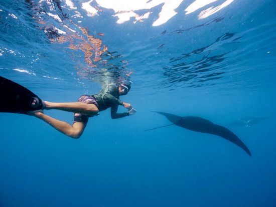 Manta snorkeller
